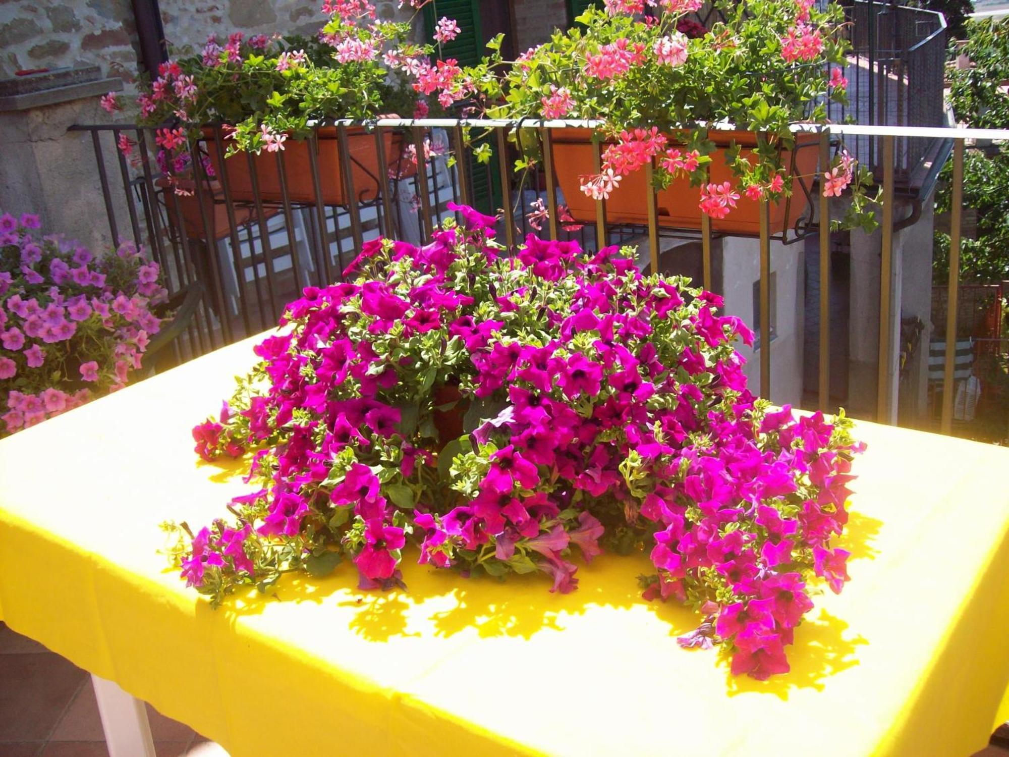 Bed and Breakfast La Terrazza Fio...Rita Ripa Zewnętrze zdjęcie